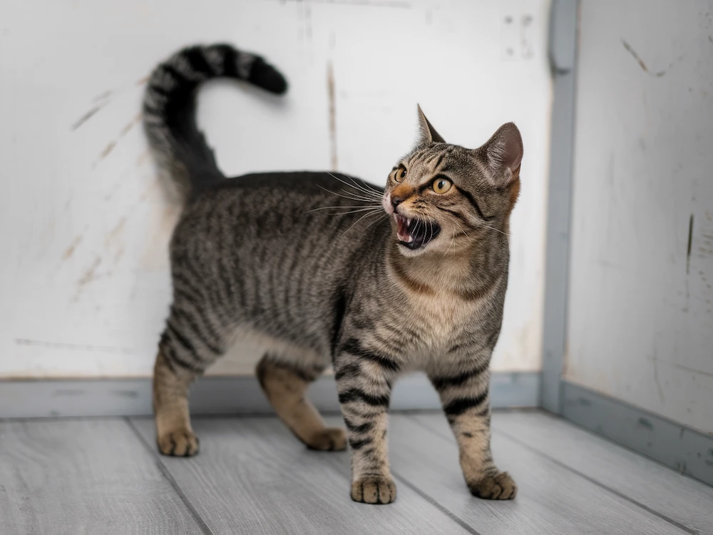 tabby cat looking angry and ready to attack