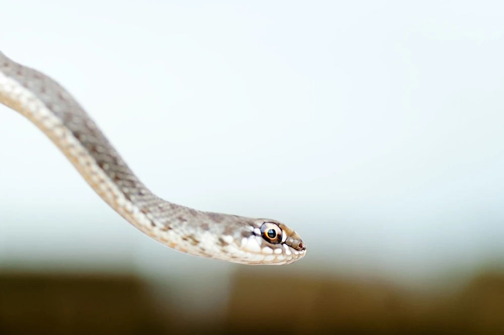 long white snake head