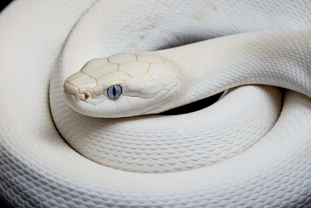 white snake in your dreams
