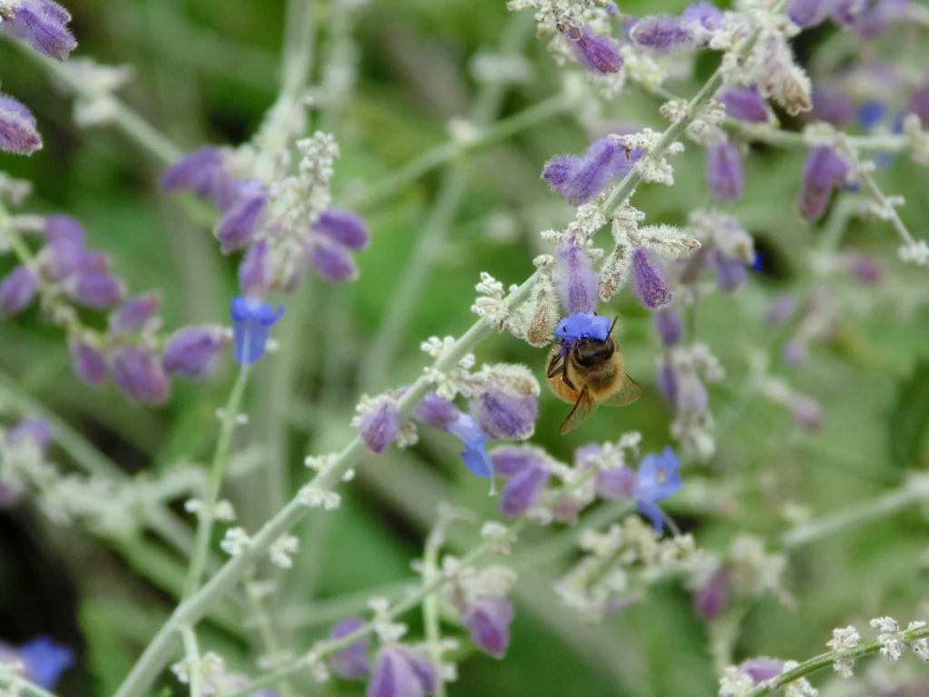 bee hanging from flower in dream