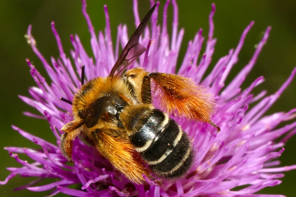 close up of a bumblebee on flower in dream