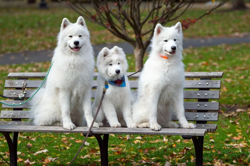 Samoyed dogs on park bench