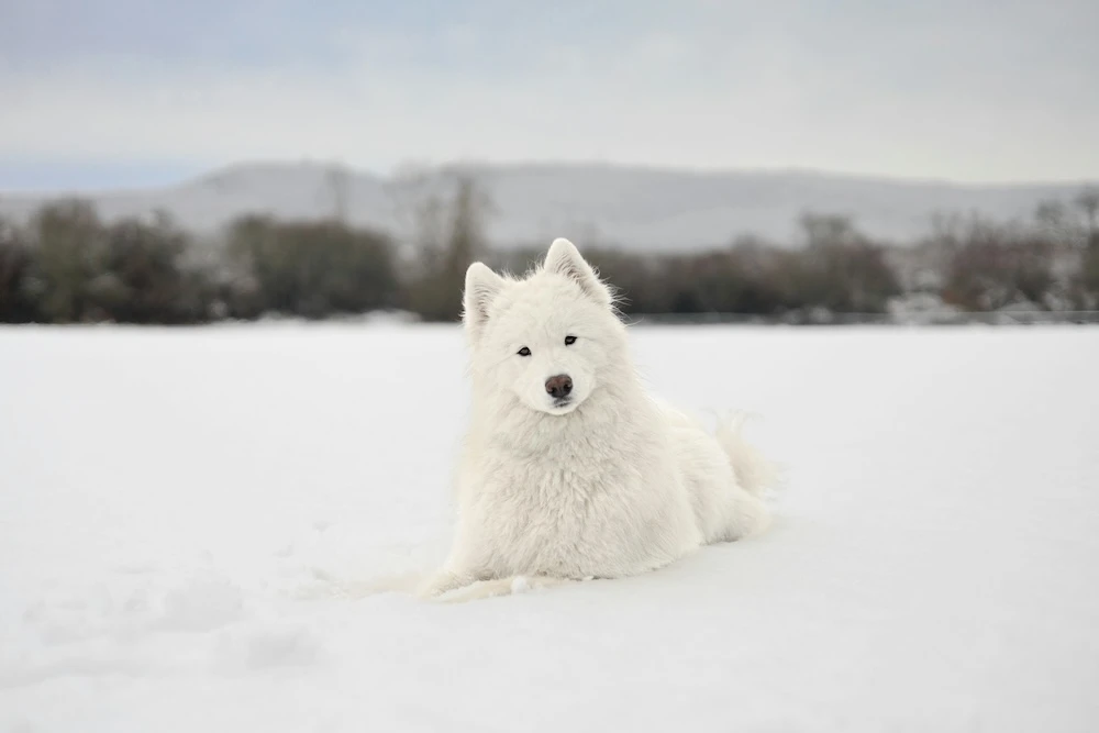 Samoyed in the snow